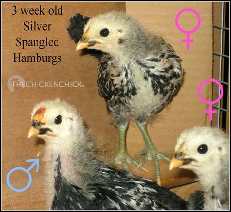 How To Tell A Rooster From A Hen At 2 Weeks