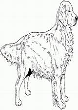 Retriever Puppy Labrador Albanysinsanity Retrievers Colorin sketch template