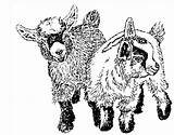 Pygmy Goat Goats Clipart Two Kids Etsy Pigmy Paintings Stamp Rubber Cliparts Coloring Pages Pat Showalter Note Cards Library Cute sketch template