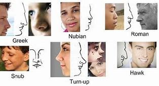 nose types men bing images   nose types nose shapes shape chart