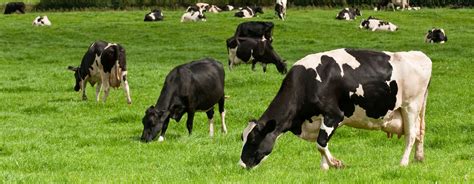 survey  livestock farming saving earth encyclopedia britannica