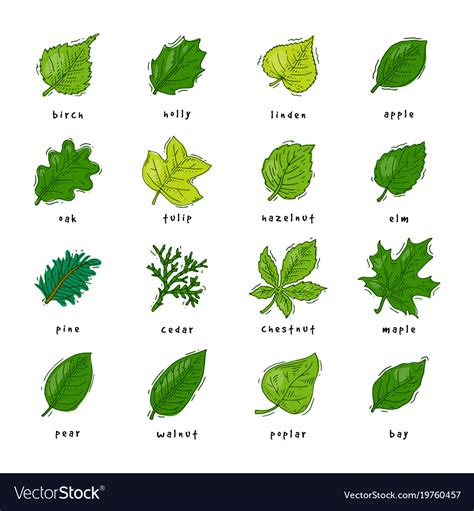 leaf green leaves  trees leafed oak royalty  vector