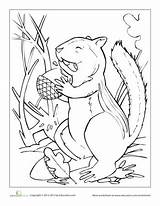 Coloring Pages Animal Chipmunk Chipmunks Animals Choose Board sketch template