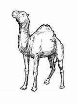 Colorat Dromader Planse Desene Camel Animale Salbatice Onlycoloringpages sketch template