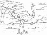 Ostrich Coloring Coloringpages4u Pages sketch template