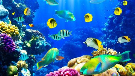 marine life wallpaper