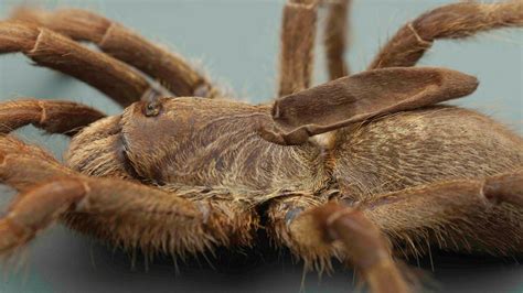 bizarre  tarantula discovered  weird horn    fox news