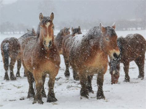 quiz photo chevaux dans la neige photo du jour geofr