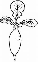 Radis Radish Rettich Raddish Supercoloring Legumes Ohbq Radieschen Kategorien sketch template