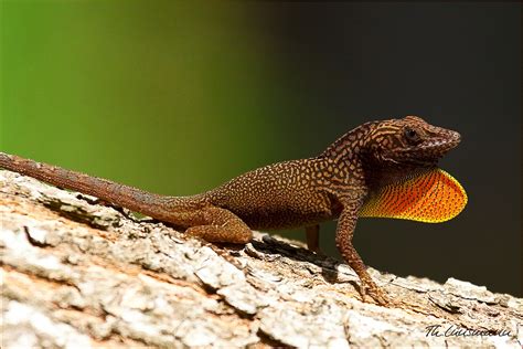 Jamaican Lizard Foto And Bild Tiere Wildlife Amphibien And Reptilien