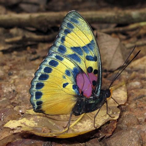 Top 10 Most Beautiful Colorful Butterflies Species