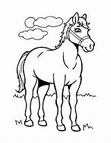 Kleurplaat Paard Timmy Blije Paarden Paardje sketch template