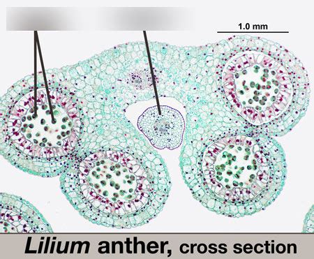 lilium anther diagram quizlet