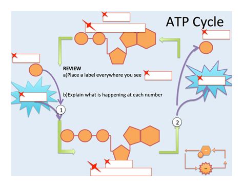 photosynthesis atp  adp cycle