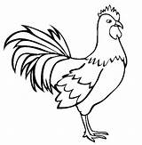 Rooster Mewarnai Sketsa Hewan Kartun Ayam Drawing Riscos Galinhas Hen Tecido Anjing Roosters Kiko Galak Rizqi Chickens sketch template