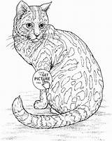 Coloring Pages Cat Realistic Animal Printable Kids Adult Books Animals Sheets Choose Board Printables Farm Book sketch template