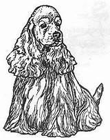 Cocker Spaniel Coloring Spaniels Dog Pages sketch template