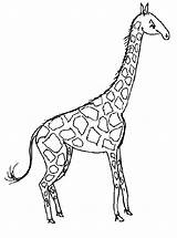 Giraffe Coloring Pages Kleurplaten Color Animal Animals Kids Kleurplaat sketch template