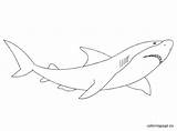 Sharks Coloring Pages Jose San Getcolorings Getdrawings sketch template