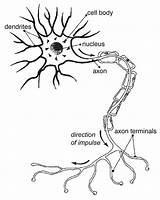 Nerve Neuron Neurons Labeled Nervous Gcse Nerves Npr Organelles Aware sketch template