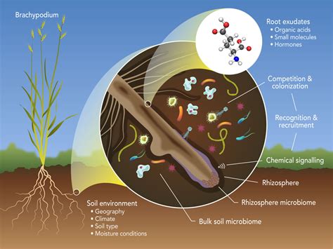 important  soil quality  addressing climate change