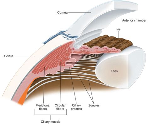 Anterior Segment Anatomy American Academy Of Ophthalmology