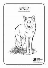 Wolf Coloring Pages Cool Print Wolves sketch template