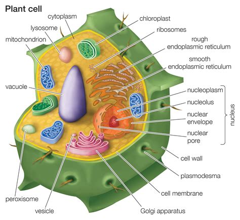 learn   types  plant cells