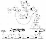 Glycolysis Pathway Scheme Phase Energy Metabolic Chemical Shutterstock Credit Order Atp sketch template