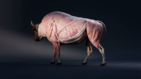 bison anatomy skin muscles bones simulation model textures