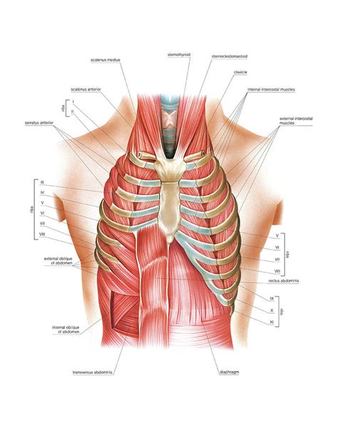 Respiratory Muscles Photograph By Asklepios Medical Atlas Pixels The