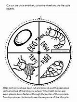 Life Mealworm Cycle Followers sketch template