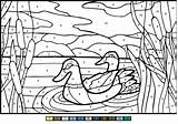 Ducks Ausmalbilder Zahlen Mullard Número Supercoloring Enten sketch template