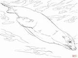 Lion Sea Coloring Swimming California Pages Drawing Printable Main Color Skip Paper Getcolorings Swim sketch template