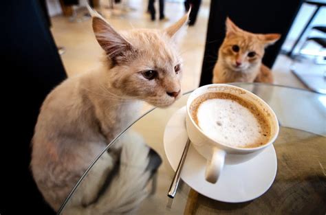 pop  preview  houstons  cat cafe houstonia