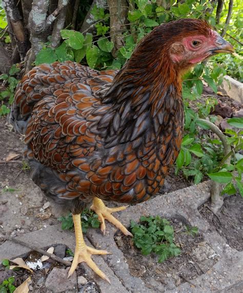blue laced red wyandotte   weeks backyard chickens learn   raise chickens