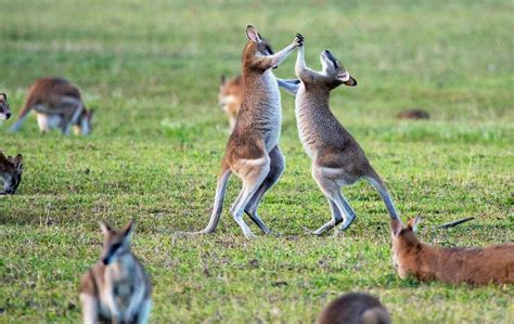 Why Are Kangaroos So Buff Here S What To Know About Them