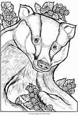 Badger Coloring Honey Pages Animals Wild Publications Dover Book Printable Animal Freebie Getcolorings Doverpublications Xmas Portraits Print Stamping sketch template