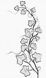 Ivy Vine Tattoo Vines Tattoos Drawing Flowers Leaf Line Outline Simple Thin Small Leaves Draw Drawings Wrap Drawn Around Women sketch template