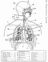 Respiratory System Coloring Anatomy Pages Printable Endocrine Resources Diagram Biology Physiology Human Corner Worksheet Quotes School Worksheets Pdf Body Science sketch template