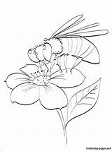 Coloring Pollination Spring Flower Bee Drawing Pages Designlooter Pollinating 750px 21kb Getdrawings sketch template