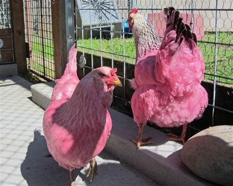 Mystery Of Pink Chickens Found Roosting In Tree Is Solved Metro News