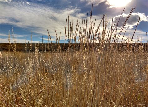dry fall prairie grass close  picture  photograph