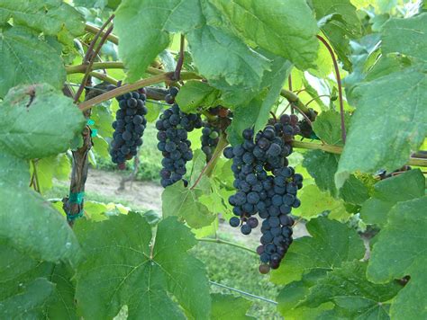 seedless table grape report west madison
