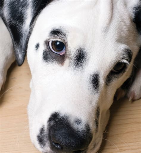 learn   dalmation dog breed   trusted veterinarian