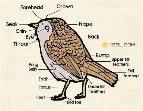 parts   bird  english bird anatomy esl anatomy images visual dictionary