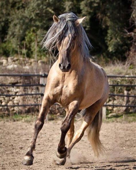 merveillous silver buckskin dreamyponies  beautiful horses