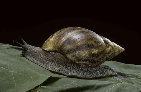 spectacular snail species