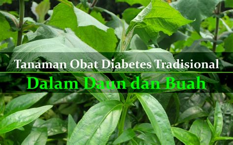 tanaman obat diabetes tradisional bagian daun  buah