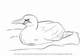 Gannet Draw Drawing Step Seabirds Tutorials sketch template